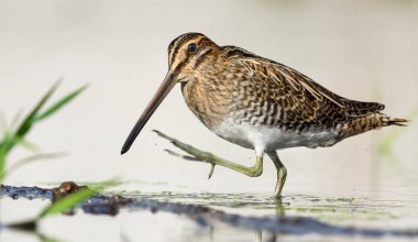 Common snipe walks eagerly on water shore border with risen foot  clipart