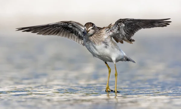 Waldwasserläufer Flug Über Wasseroberfläche Mit Weit Gespreizten Flügeln — Stockfoto