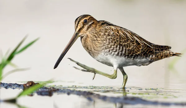 Common snipe walks eagerly on water shore border with risen foot