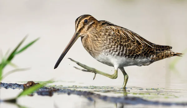 Snipe Comune Cammina Con Entusiasmo Sul Bordo Riva Dell Acqua Foto Stock