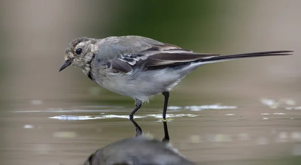 White Wagtail Walks Muddy Slobby Water River Shore — 스톡 사진