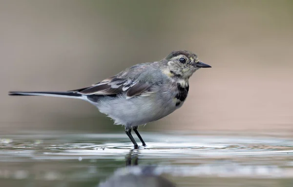 Fiatal Fehér Wagtail Pózol Fényes Magas Kulcs Visel Őszi Vagy — Stock Fotó