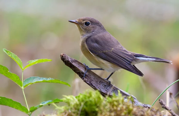 Mladá Fena Red Breasted Flycatcher Ficedula Parva Půvabné Pózování Malé — Stock fotografie