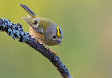 Aktif Goldcrest (regulus regulus) ormandaki bir su birikintisinin yakınındaki liken dalında oturuyor ve poz veriyor 