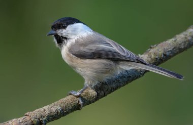 Willow Tit (poecile montanus) lovely posing on small branch with clean green background 