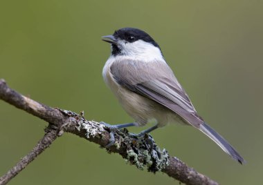 Full Back view of Willow Tit (poecile montanus) sitting on a lichen covered branch for posing 