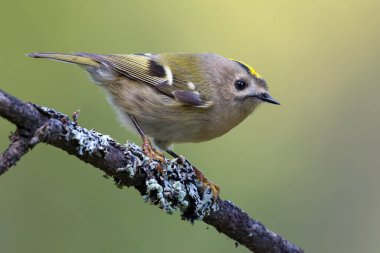 Sevimli Goldcrest (Regulus regulus) yaz ormanlarında yoğun bir liken dalına tünemişti. 
