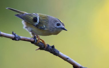 Küçük Goldcrest (Regulus regulus) yeşil ormanda küçük bir dal üzerine tünemiştir. 