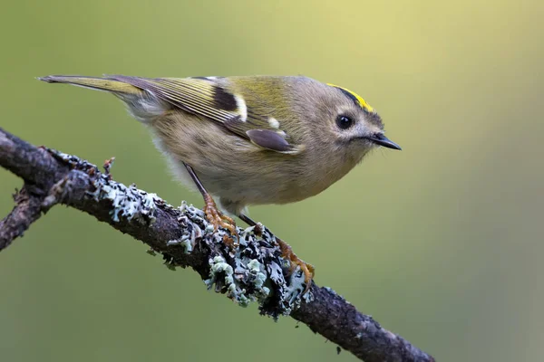 Härligt Goldcrest Regulus Regulus Placerad Tätt Lavintäckt Gren Sommarskogen — Stockfoto