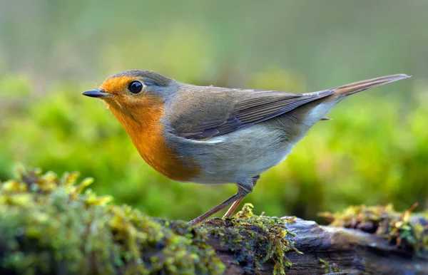 Európai Robin Erithacus Rubecula Aktív Pózol Egy Sűrű Zöld Mohás Stock Kép