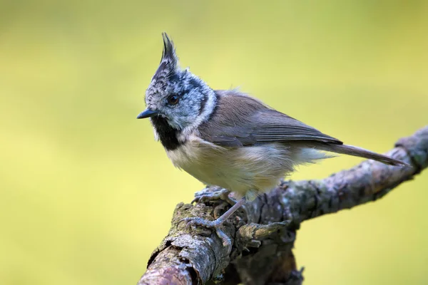 European Crested Tit Lophophanes Cristatus Side View Posing Old Lichen — Stockfoto