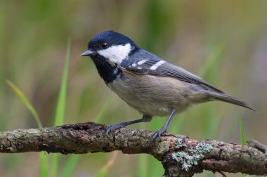 Shining Coal Tit (periparus ater) posing on densely lichen covered branch 