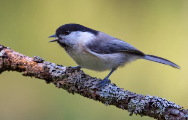 Singing Wiilow Tit (poecile montanus) with wide open beak perched on thickly lichen covered twig in the forest 