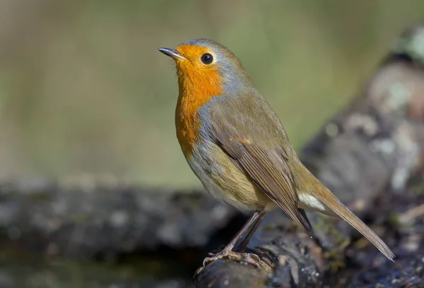 Pettirosso Adulto Europeo Erithacus Rubecula Posa Bastone Asciutto Con Luce — Foto Stock