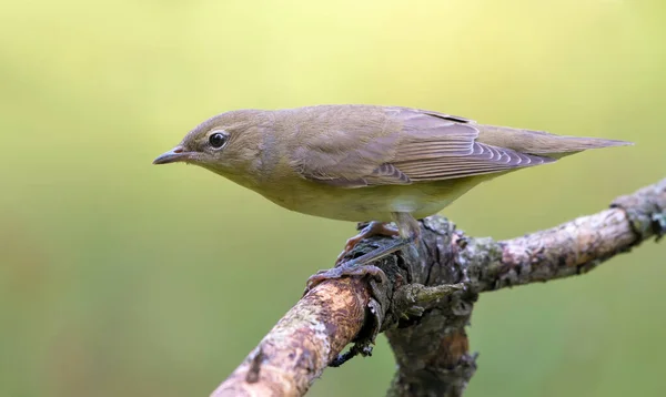 Warbler Ogrodowy Sylvia Borin Pozujący Starej Suchej Gałęzi — Zdjęcie stockowe