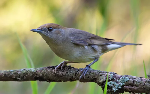 Žena Eurasian Blackcap Sylvia Atricapilla Usazená Staré Větvi Aktivní Póze — Stock fotografie