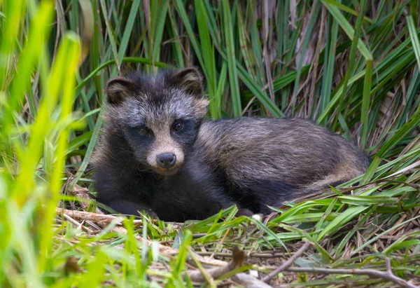 若いラクーン犬 プロキソノイド またはマングートは 太い茂みの中の草のソファの中に持ち上げられた頭を持つ — ストック写真