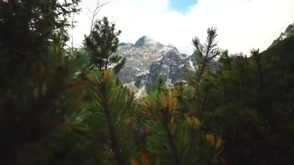 Montanhas Meio Floresta — Vídeo de Stock