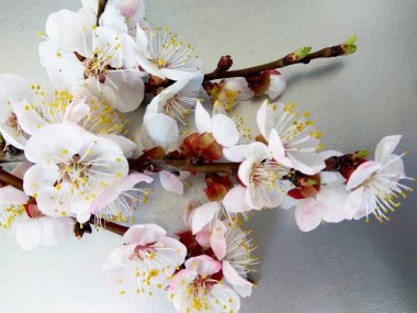 Güzel çiçekli ağaç dalları güzel bir arka plan üzerinde