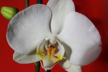 Güzel bir arkaplanda orkide