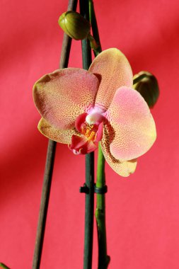 Güzel bir arkaplanda orkide