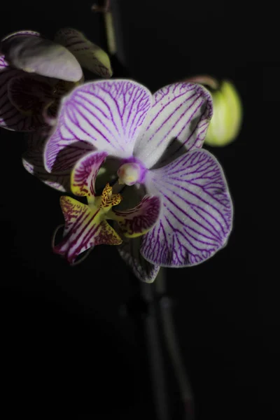 Rama de una orquídea hermosa sobre un fondo negro —  Fotos de Stock