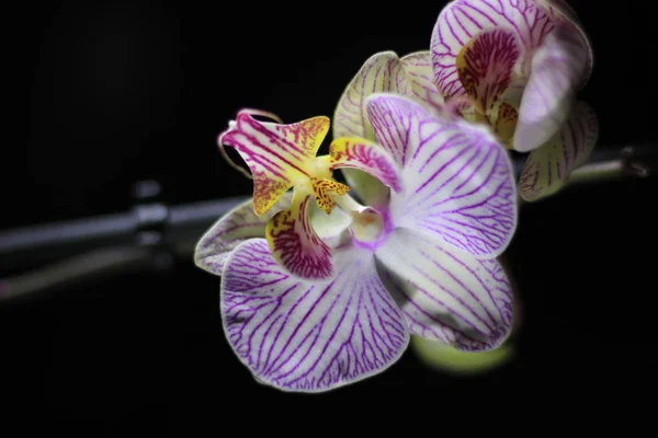 Branch of a beautiful orchid on a black background — 스톡 사진