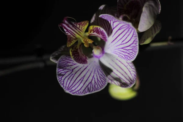 Branch of a beautiful orchid on a black background — Stock Photo, Image