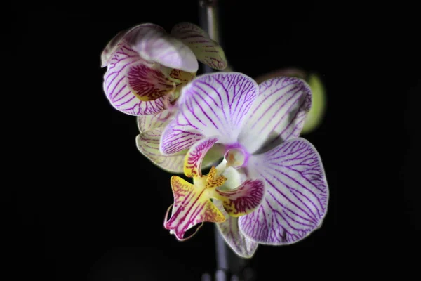 Branch of a beautiful orchid on a black background — Stok fotoğraf