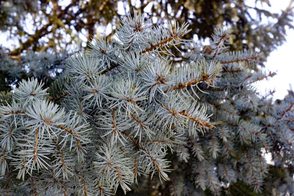 Niebieski świerk, zielony świerk, niebieski świerk, o naukowej nazwie Picea pungens, jest gatunkiem świerku. Skupienie selektywne. — Zdjęcie stockowe