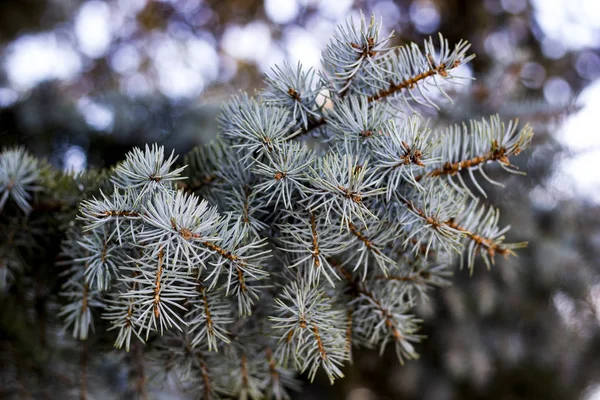 Niebieski świerk, zielony świerk, niebieski świerk, o naukowej nazwie Picea pungens, jest gatunkiem świerku. Skupienie selektywne. — Zdjęcie stockowe