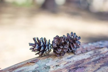 Noel ağaçları ve çiçek açan güzel çam ormanları