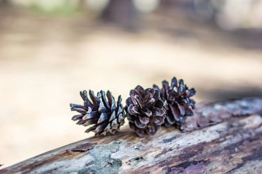 Noel ağaçları ve çiçek açan güzel çam ormanları