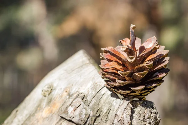 Hermoso bosque de pinos con árboles de Navidad y flor en flor — Foto de Stock