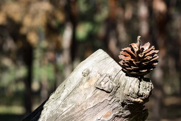 Hermoso bosque de pinos con árboles de Navidad y flor en flor — Foto de Stock