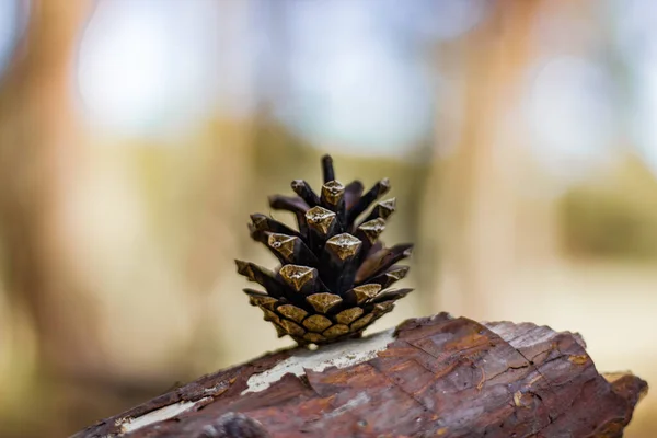 Hermoso bosque de pinos con árboles de Navidad y flor en flor — Foto de Stock