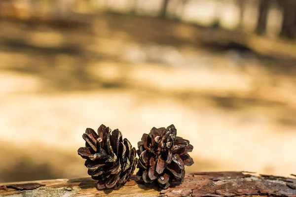 Hermoso bosque de pinos con árboles de Navidad y flor en flor — Foto de Stock