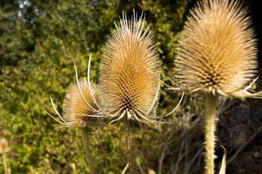 Üç kuru Deve dikeni