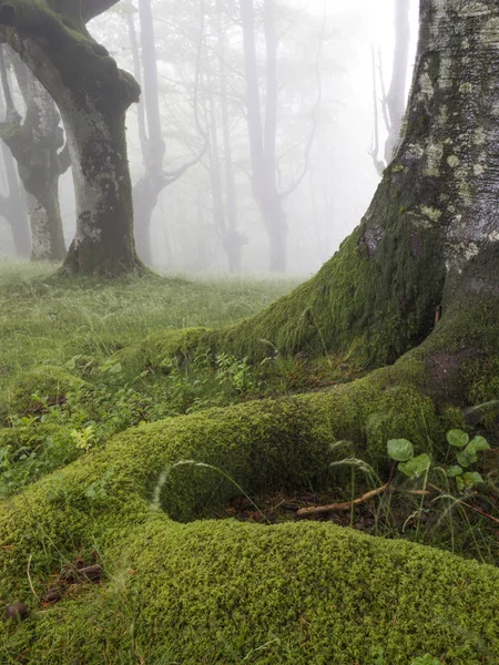 Árboles Musgo Bosque Verde — Foto de Stock