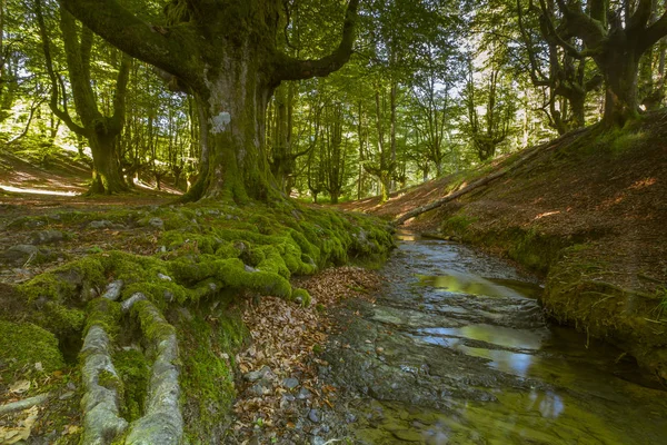 Árboles Musgo Bosque Verde — Foto de Stock