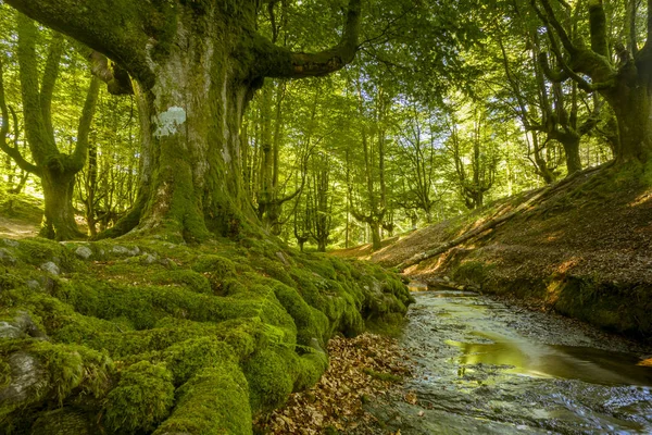 Árboles Musgo Bosque Verde — Foto de Stock