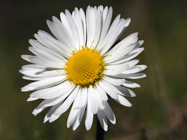 Macro Daisy Focused Frame — Stock Photo, Image