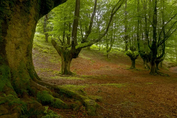 Árboles Musgo Bosque Verde — Foto de Stock