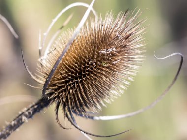 Kuru çiçek thistle