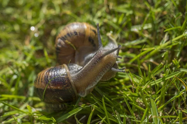 蜗牛在草地上 — 图库照片