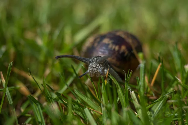 Due Lumache Che Camminano Mangiano Nel Campo Verde — Foto Stock