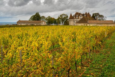 Bir şatonun yanındaki üzüm bağı çiftliği.