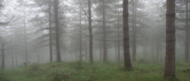 Orman manzarası sonbaharda sisli