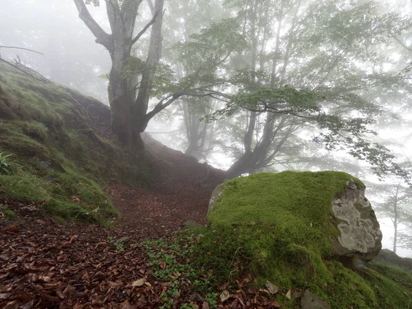 Paisaje Forestal Otoño Con Niebla — Foto de Stock