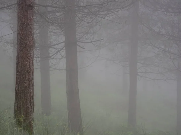 Paisaje Forestal Otoño Con Niebla — Foto de Stock